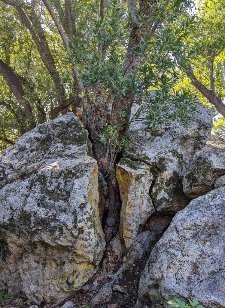 Bay tree om cracked rock, Mortar Rock Park