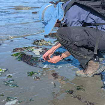 Volunteer using cell phone to record life on beach